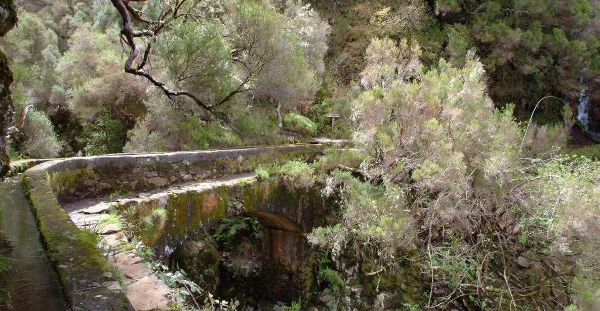 Madeira: Rabaçal Valleys 3-Hour Guided Walk - Laurisilva UNESCO forest: the plants you’ll notice (and why they matter)