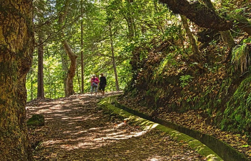 Madeira: Santana Jeep Safari and Balções Levada Walk - Should You Book This Santana Jeep Safari and Balcões Levada Walk?