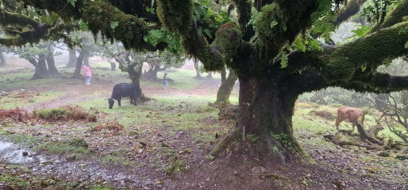 Madeira West Island Full-Day Tour with Fanal Forest - Seixal waterfalls and São Vicente: the coastal road after lunch