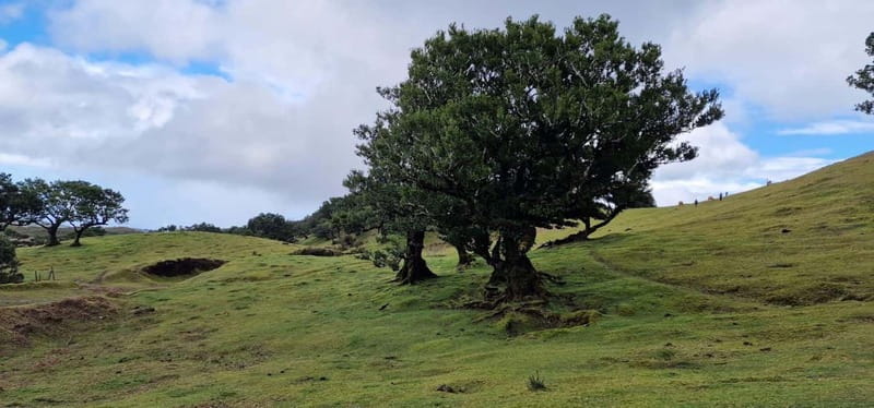 Madeira West Island Full-Day Tour with Fanal Forest - Transportation and timing: why the minibus size makes a difference