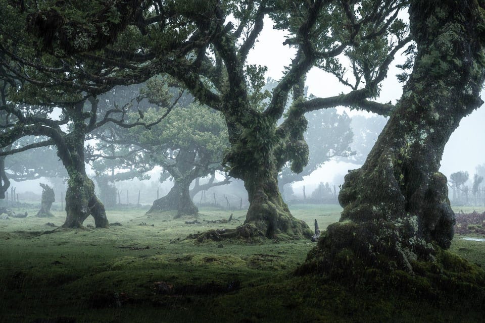 Madeira: West Tour With Guide Fanal Forest SykWalkExperience - Cabo Girão: 580m cliff views and quick decisions