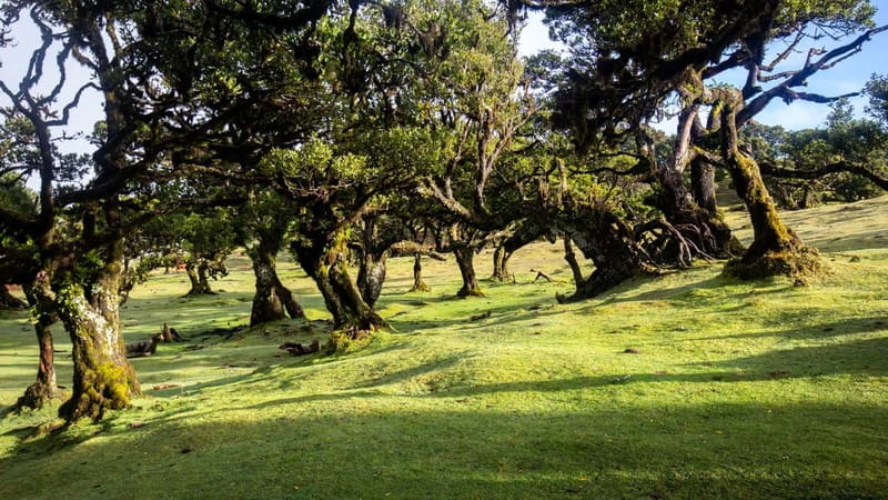 Madeira: Westside Achadas Cruz, Moniz, Seixal and Fanal - Price and value: what your $77 covers and what it doesn’t