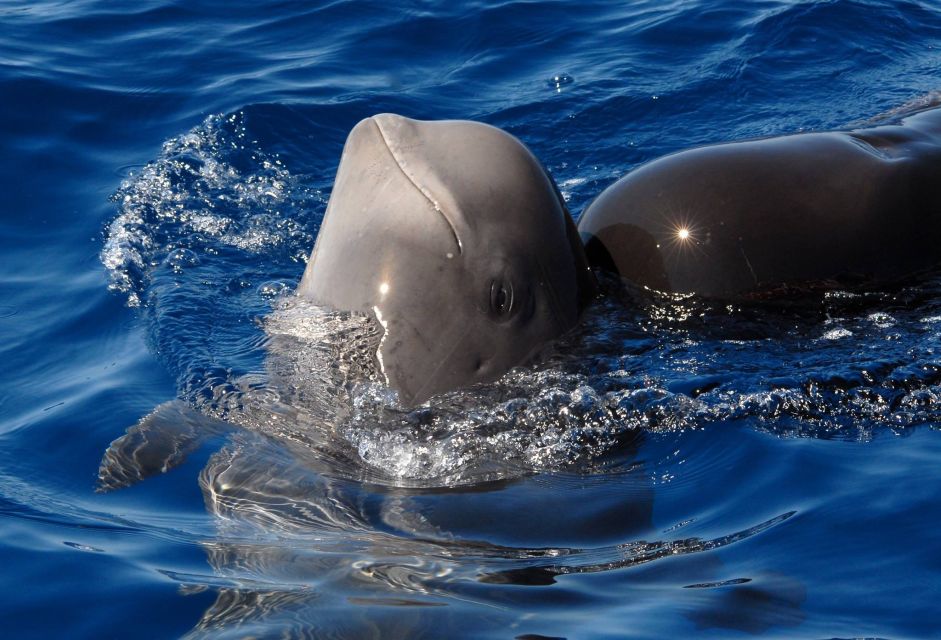 Madeira: Whale and Dolphin Watching Tour - Key things that make this tour worth your time