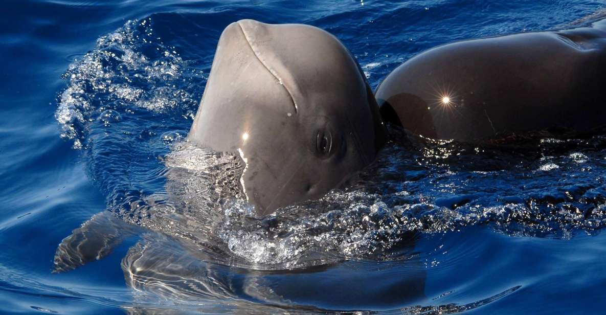 Madeira: Whale and Dolphin Watching Tour - Climb aboard the speedboat: what the 2-hour ride is really like