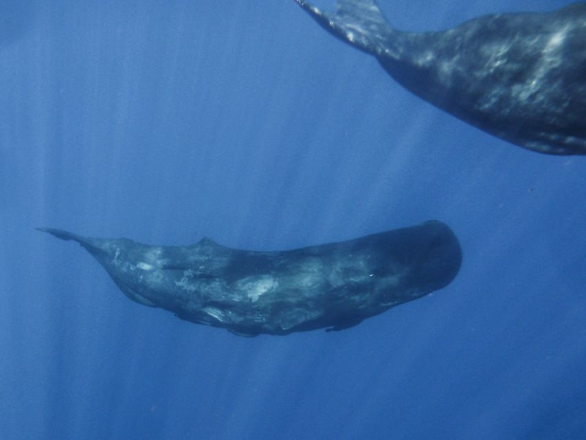 Madeira: Whale and Dolphin Watching Tour - Ponta de São Lourenço: the main wildlife sweep (dolphins, whales, turtles, birds)