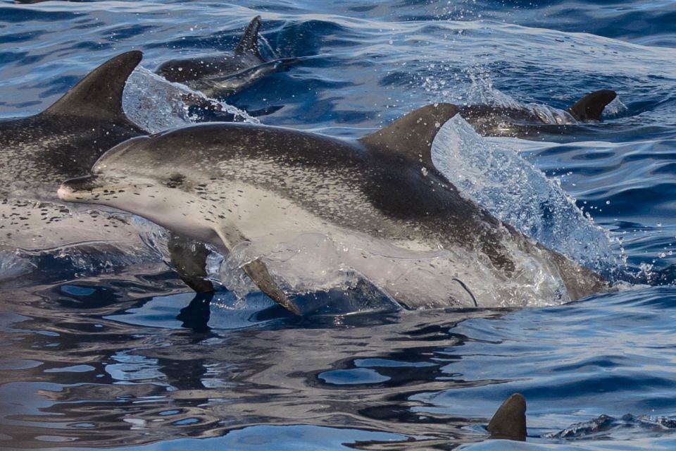 Madeira: Whale and Dolphin Watching Tour - The summer snorkeling and swimming stop at Ponta de São Lourenço