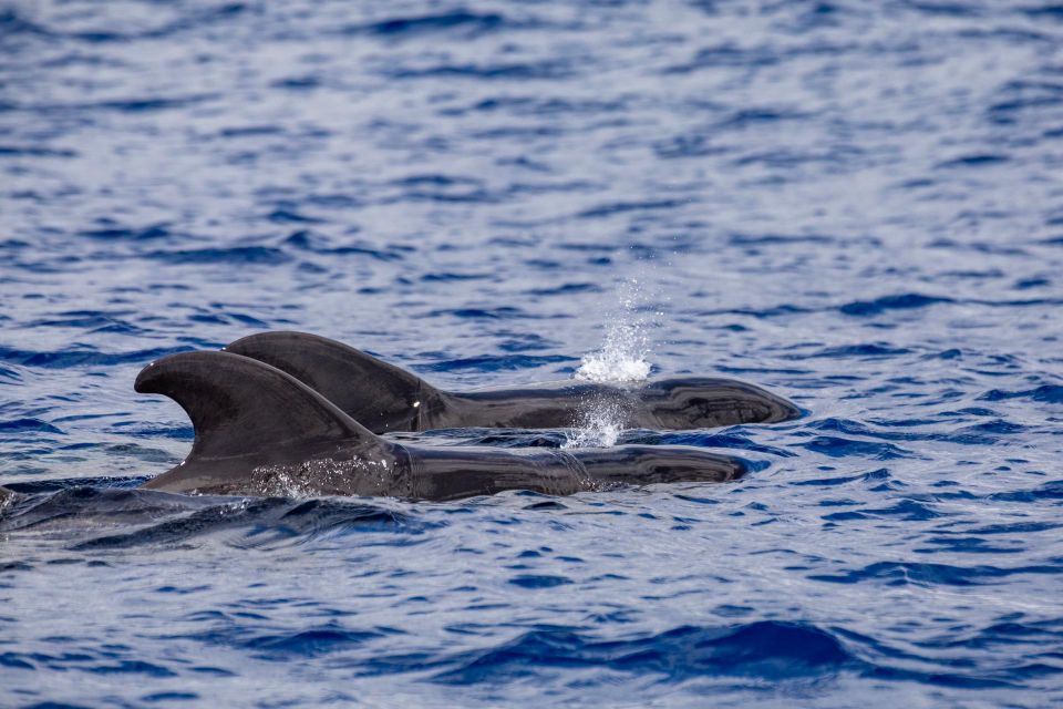 Madeira: Whale and Dolphin Watching Tour - Group size and comfort: who will love it and who might not