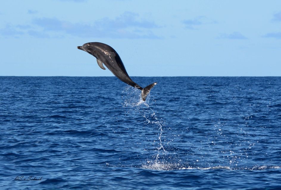Madeira: Whale and Dolphin Watching Tour - Price and value: is $70 a fair deal for 2 hours?