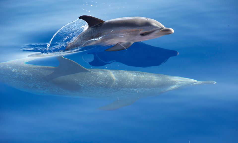 Madeira: Whale Watching Excursion in a Traditional Vessel - The guide team: what expert leadership changes for you