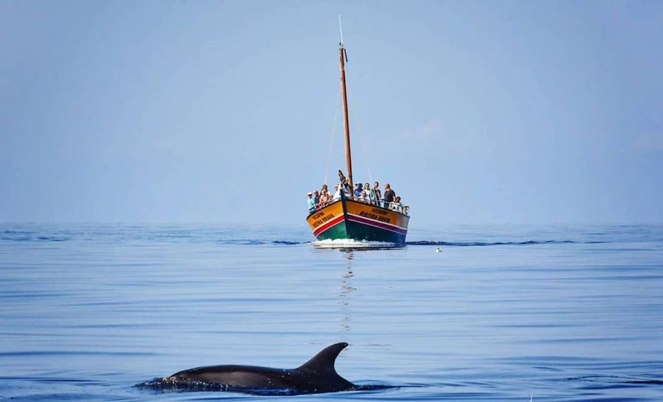 Madeira: Whale Watching Excursion in a Traditional Vessel - Madeira coastline from the water: scenery that earns its place