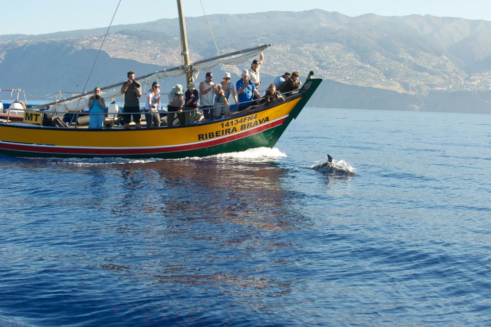 Madeira: Whale Watching Excursion in a Traditional Vessel - Price and value: what $53 buys you on Madeira