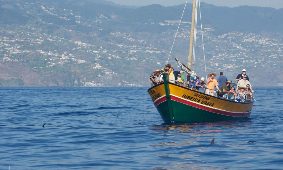 Madeira: Whale Watching Excursion in a Traditional Vessel - When the whales don’t show: how to avoid disappointment