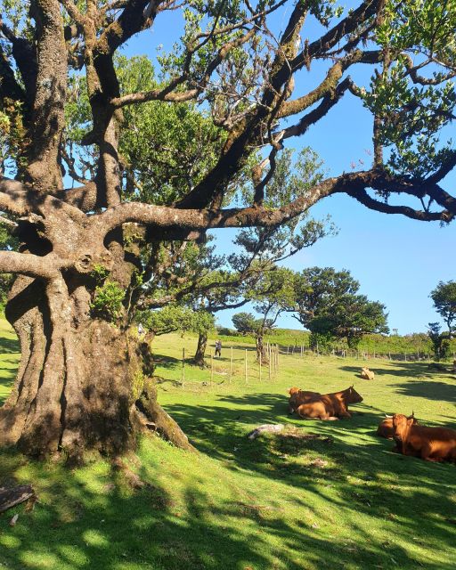 Madeira Wild West 4X4 Tour Safari - Lunch and Local Bars: How to Think About Food on This Tour