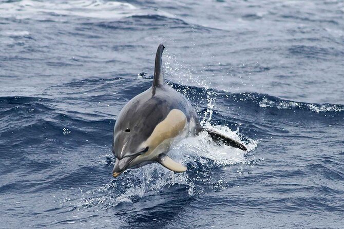 Magic Dolphin Sea Safaris - How Spotters Help You Find Dolphins and Whales Faster