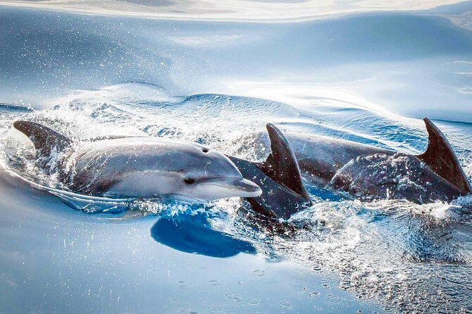 Magic Dolphin Sea Safaris - The 2-Hour Flow: From Boarding to Offshore Watching and Back