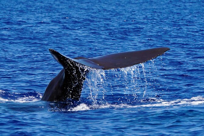 Magic Dolphin Sea Safaris - Guides and Commentary: Learning Without Killing the Fun