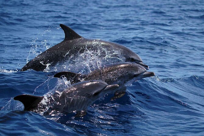 Magic Dolphin Sea Safaris - Comfort and Sea Conditions: Speedboat Reality Check