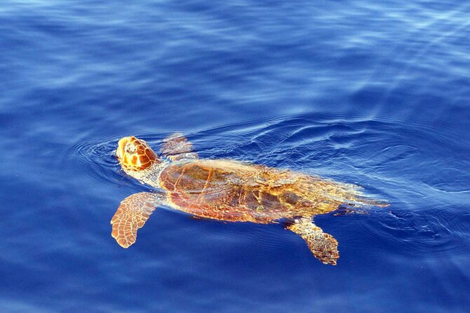 Magic Dolphin Sea Safaris - Price and Value: Is $60.49 Worth It?