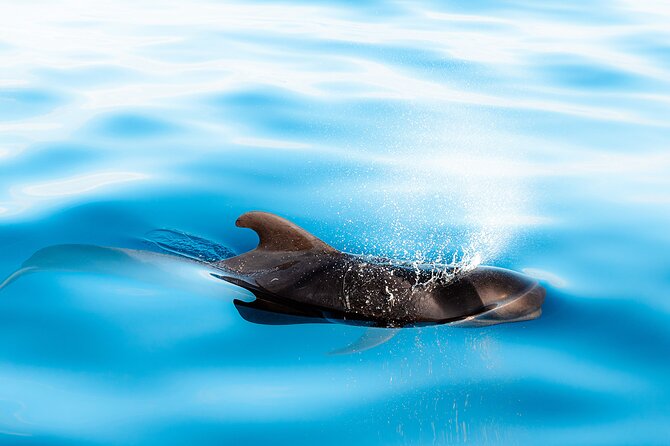 Magic Dolphin Sea Safaris - Who Should Book This Madeira Whale Watching Trip