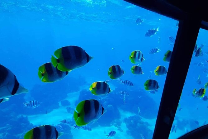 Magical Boat Tour with Underwater Cabin in Bora Bora! - What you can realistically see: fish, rays, sharks, and more