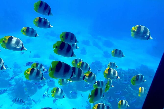 Magical Boat Tour with Underwater Cabin in Bora Bora! - On board with a crew that keeps the experience moving