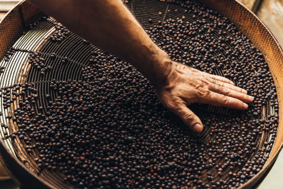 Mahón: Gin Distillery Tour with Tasting & Appetizers - Key things I’d circle before you book