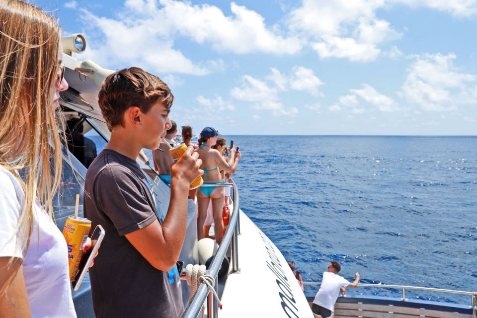 Mallorca: 2-Hour Dolphin Watching Cruise & Glass-Bottom Boat - The “Choppy Water” Reality Check (and How to Handle It)