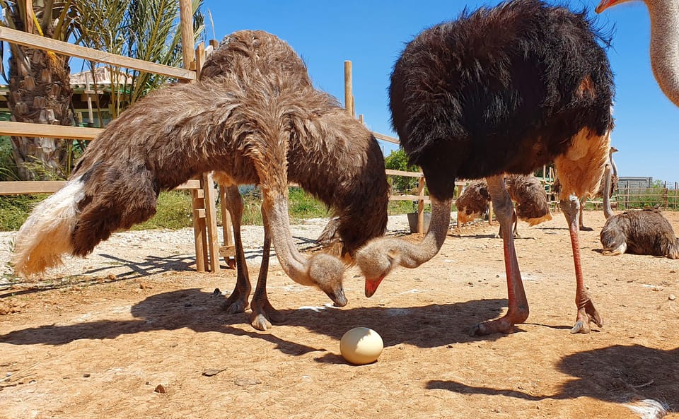 Mallorca: Artestruz - Ostrich Farm Ticket Entrance - Entering Artestruz: what the first minutes are like