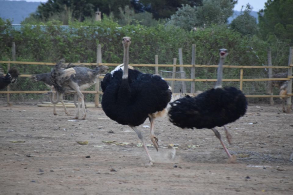 Mallorca: Artestruz - Ostrich Farm Ticket Entrance - The giant fried ostrich egg: how to think about it