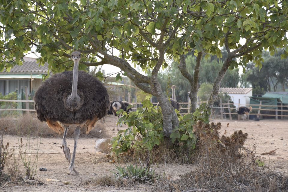 Mallorca: Artestruz - Ostrich Farm Ticket Entrance - Who should book Artestruz, and who might not love it