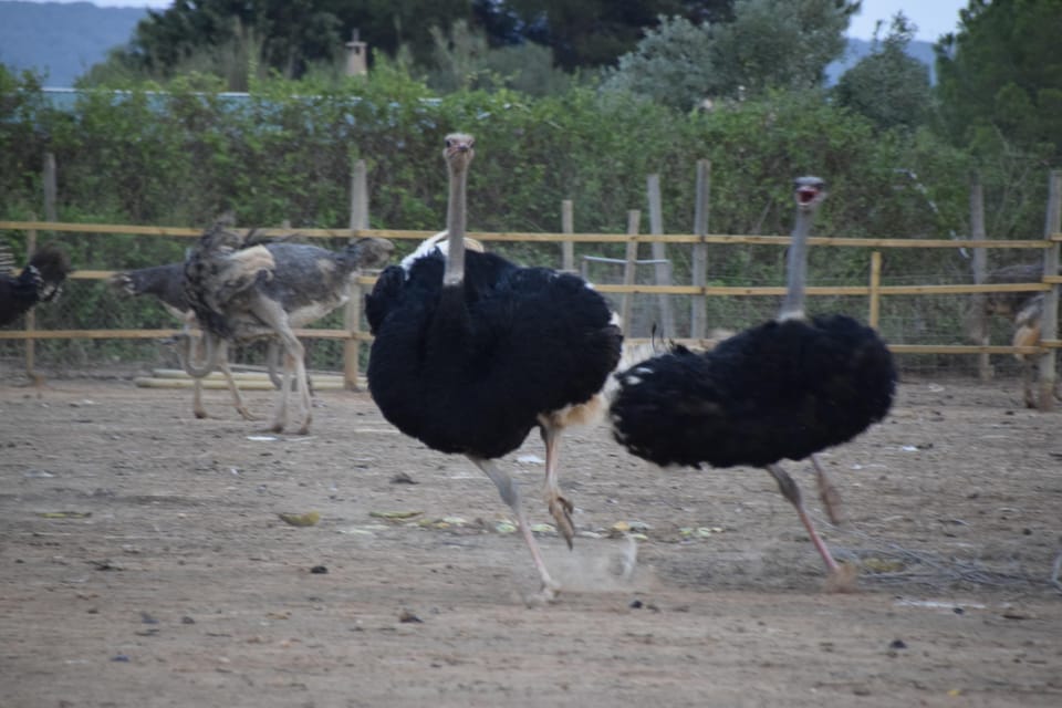 Mallorca: Artestruz - Ostrich Farm Ticket Entrance - FAQ