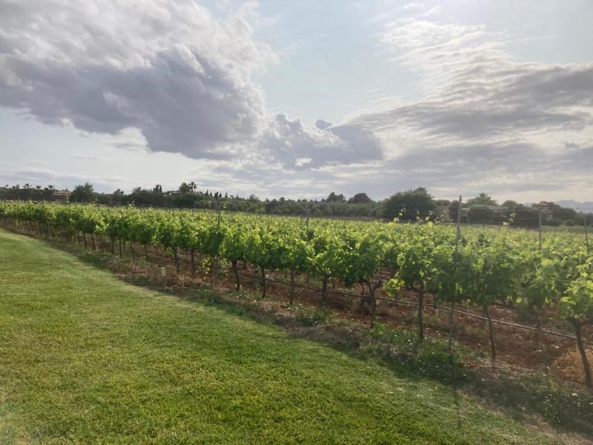 Mallorca: Bodega Butxet Vineyards & Winery Tour with Tasting - Getting There, Staying Comfortable, and Handling Weather