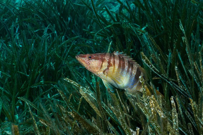Mallorca: Discover Scuba Diving from the beach - From Palmanova beach to 2–3 meters: the real flow of the session