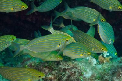 Mallorca: Discover Scuba Diving from the beach - What happens before you go under: theory that stays practical