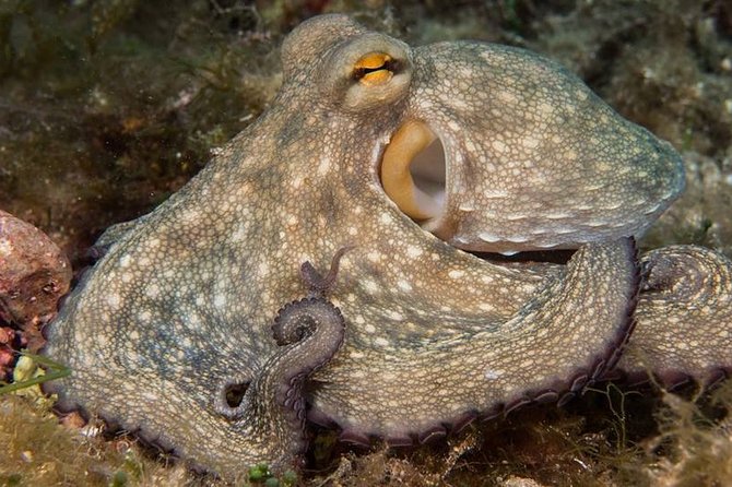 Mallorca: Discover Scuba Diving from the boat - Why this Mallorca boat-based try-scuba is such a good first step