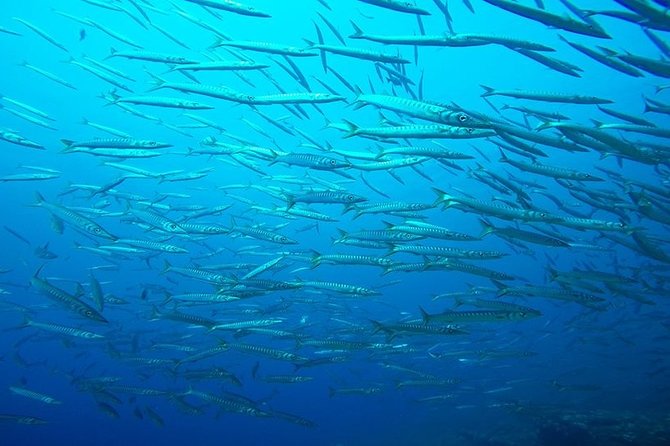 Mallorca: Discover Scuba Diving from the boat - What you learn on land before you ever go underwater