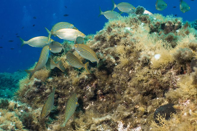 Mallorca: Discover Scuba Diving from the boat - Gear, insurance, and what you’re really paying for