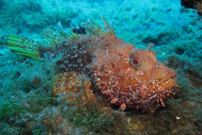 Mallorca: Discover Scuba Diving from the boat - The 2:00 pm start at Big Blue (Palmanova)