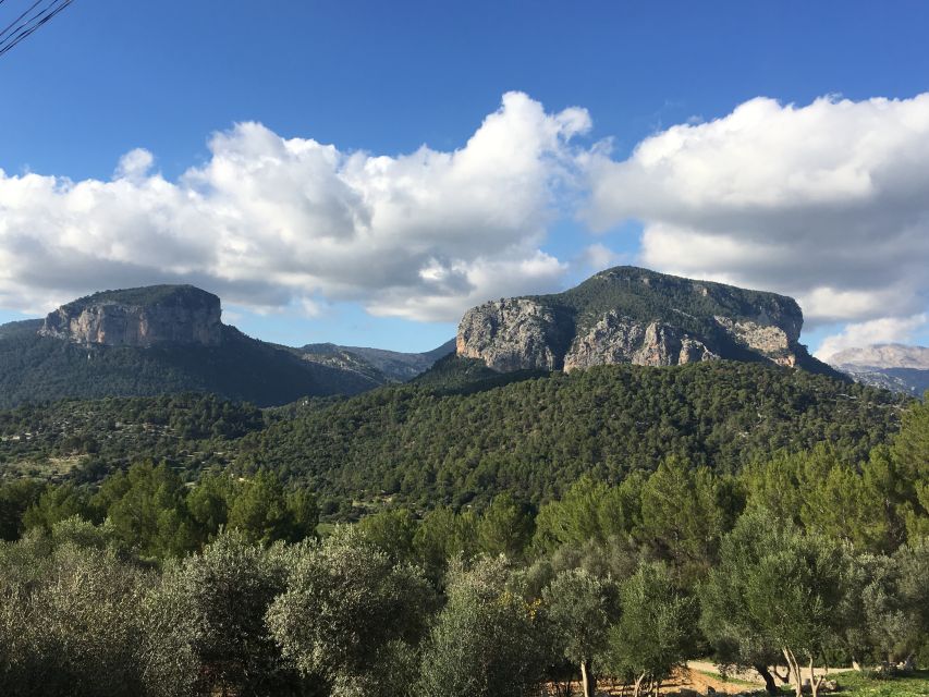 Mallorca: Full-Day Winery Small Group Tour - Stop 3: awards, big tasting energy, and finishing with Mallorcan hospitality