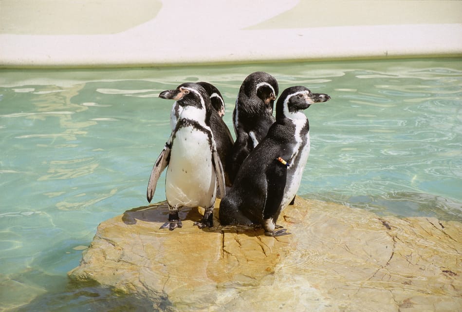 Mallorca: Marineland Tickets with Transfers from the North - Quick Take: Marineland From the North in One Bookable Block