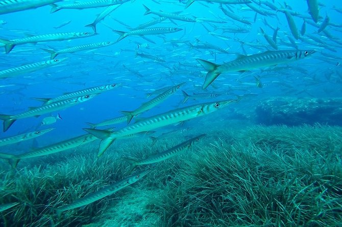 Mallorca: Open Water Diver Course - Fitness, Age, and Safety Requirements (Read This Part)