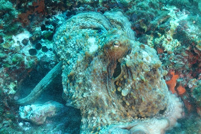 Mallorca: Open Water Diver Course - Price Check: Is $718.96 Worth It?