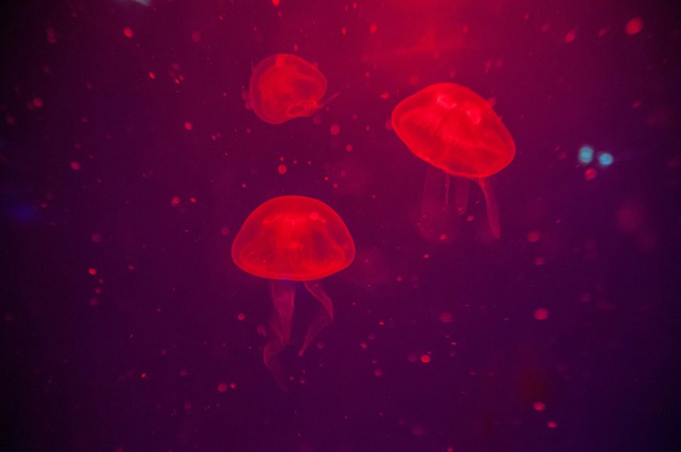 Mallorca: Palma Aquarium Tickets with Transfer - The tropical Jungle recreation and the rooftop garden break