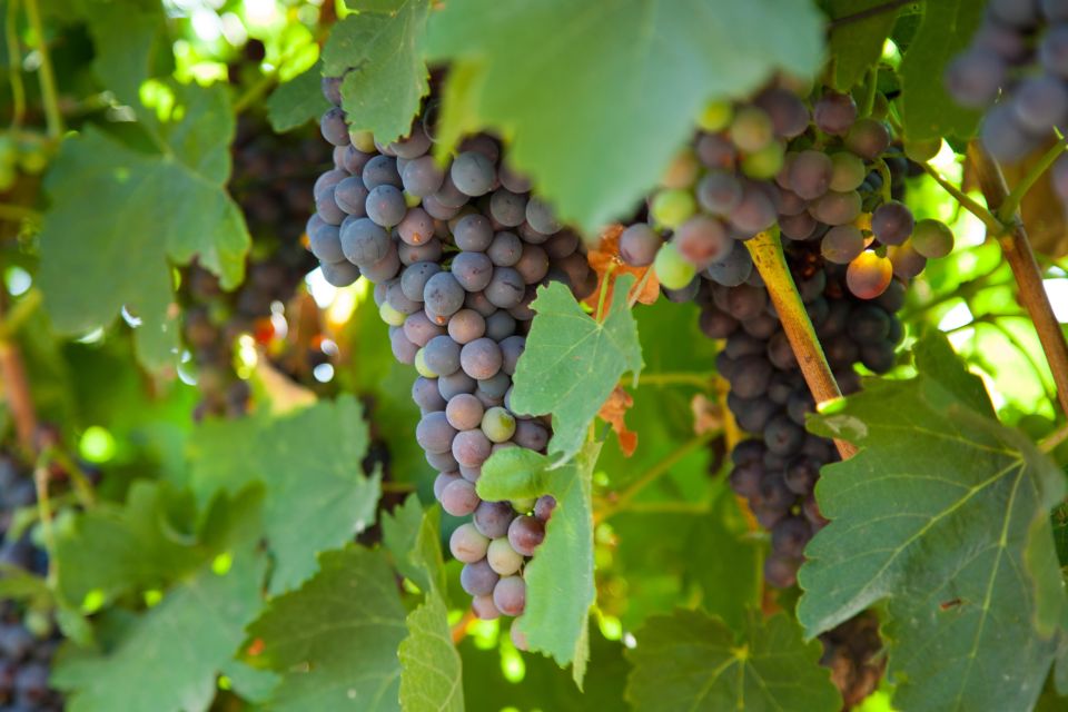 Mallorca: Private Wine Tour with Tasting and Picnic - Tapas and timing: what to eat around this tour