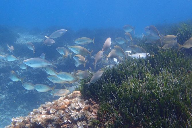 Mallorca: Snorkeling in a Beautiful Nature Reserve - Key things to know before you go