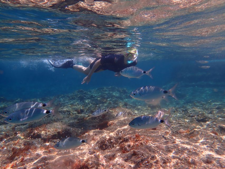 Mallorca: Snorkeling in a Beautiful Nature Reserve - Why the small group changes everything (not just the math)