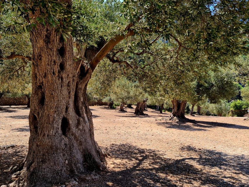 Mallorca: Tramuntana Mountains Tour with Local Guide & Lunch - First, Decide Your Transport: Hotel Pickup or Self-Drive With Radios