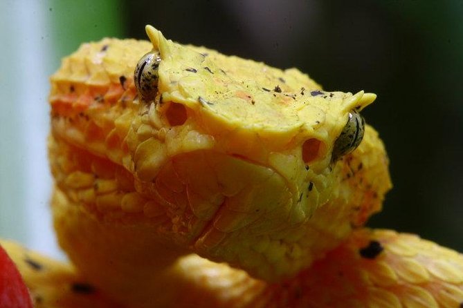 Manuel Antonio Herping Night Tour (Reptiles and Amphibians) - Where the Action Really Is: Manuel Antonio Edge Habitat at Night