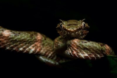 Manuel Antonio Herping Night Tour (Reptiles and Amphibians) - How the 2–3 Hour Walk Flows From Safety Talk to Creature Scans
