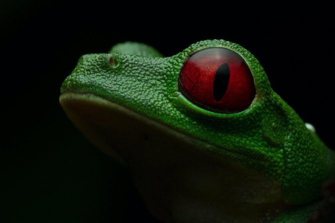 Manuel Antonio Herping Night Tour (Reptiles and Amphibians) - Getting There in Quepos: Meeting Point and What to Expect